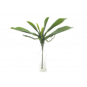 Liść storczyka 35cm