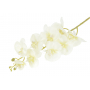52640-cream