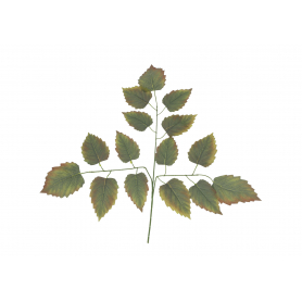 Liść 53982 KPD5067