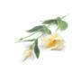 Kwiaty sztuczne eustoma pojedyncza 53459-pearl peach SUN357