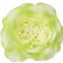 Kwiat sztuczny MARY ROSE 59678-cream green 743B