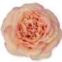 Kwiat sztuczny MARY ROSE 59678-peach pink