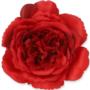 Kwiat sztuczny MARY ROSE 59678 tt red