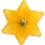 Lilia główka kwiatowa 55573 yellow 0286