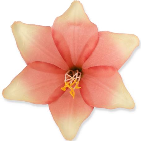 Lilia główka kwiatowa 55573 pk 0286