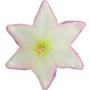 Lilia główka kwiatowa 55573 ye pu 0286