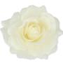 Róża Sonia główka kwiatowa 53384 CR524
