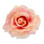 Róża Sonia główka kwiatowa 53384 PI435