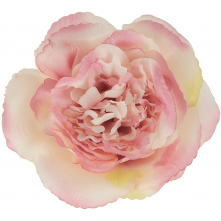 Róża MARY ROSE głowka kwiatowa 59678-pk ma gn 743B