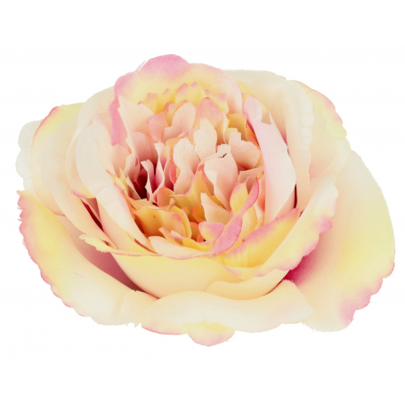 Róża MARY ROSE  główka kwiatowa 59678-peach purple green