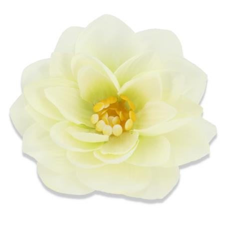 Dalia główka kwiatowa  50509 white green