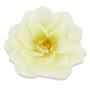 Dalia główka kwiatowa  50509 white green