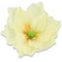Magnolia główka kwiatkowa  56608 lt yellow