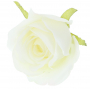 Róża główka kwiatowa 52452-66 MGHT