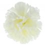 Goździk główka kwiatowa 52531-cream K317
