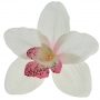 Storczyk główka kwiatowa 52415-cream pink L021
