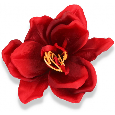 Amarylis główka kwiatowa 53534-4 red black G45X