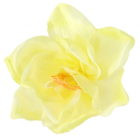 Amarylis główka kwiatowa 55010-new cream green