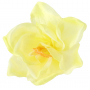Amarylis główka kwiatowa 55010-new cream green