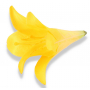 Lilia trąbka główka kwiatowa 54531-gold yellow L005