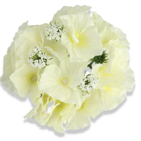 Hortensja główka kwiatowa 55659 cream