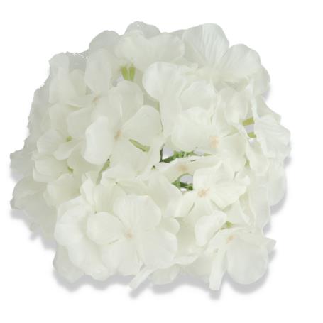 Hortensja główka kwiatowa 55658 cream