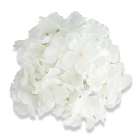 Hortensja główka kwiatowa 55658 white
