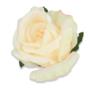 Róża główka kwiatowa 55728 AN66