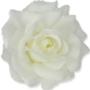 Róża Sonia główka kwiatowa 53384 CR192