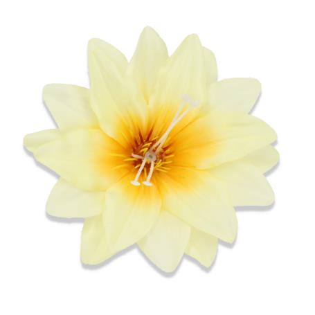 Dalia główka kwiatowa 50291 4