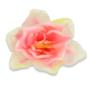 Amarylis główka kwiatowa 55010 lt pink