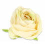 Róża główka kwiatowa 59978