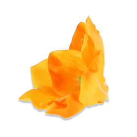 Magnolia główka kwiatkowa  56608  yellow P008