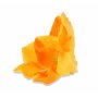 56608 yellow_2