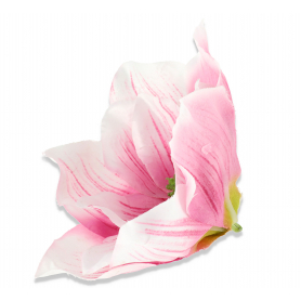 Magnolia główka kwiatkowa  56608 lilac cream