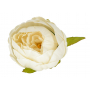 Piwonia kulka główka kwiatowa 52602-aut cream N006