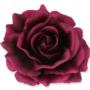 Róża Sonia główka kwiatowa 53384 BU138 3349