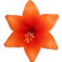 Lilia główka kwiatowa 55573 5 0286