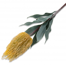 Czosnek gałązka pojedyncza 56593 KPA1028 KPA10208