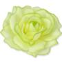 Róża Sonia główka kwiatowa 53384 3349 3349