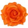 Róża Sonia główka kwiatowa 53384 PI348 3349