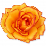 Róża główka kwiatowa 53384-flame yellow 3349