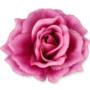 Róża Sonia główka kwiatowa 53384 BE365    3349 3349
