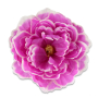 51449 lilac