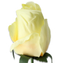 51553 gold lemon