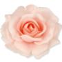 Róża Sonia główka kwiatowa 53384 3349     PI387 3349