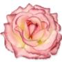 Róża Sonia główka kwiatowa 53384 3349     ma173 3349
