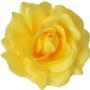 Róża Sonia główka kwiatowa 53384 ye146 3349