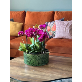 Misa dark green 07.136.28