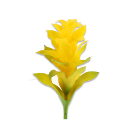 Kurkuma gałązka pojedyncza YD327